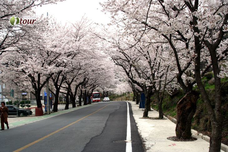 Du lịch Hàn Quốc: Seoul - Lotte World - Morning Calm - Trượt Tuyết 5 ngày (EZ)