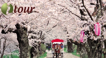 Du lịch Nhật Bản - Lễ hội hoa anh đào 5 ngày