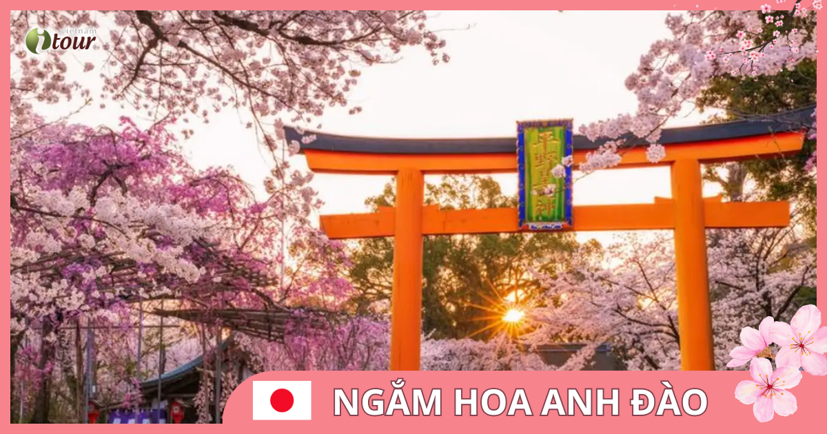 Du lịch Nhật Bản: Tokyo - Phú Sỹ - Nagoya - Kyoto - Osaka 6 ngày (bay VN)