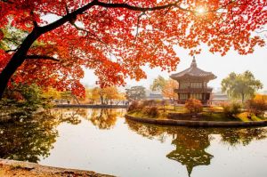 Tour Hàn Quốc:  - Nami - Everland 5 ngày bay Bamboo