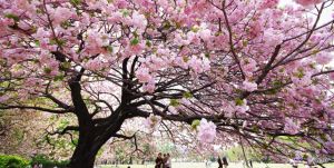 Du lịch Nhật Bản: Tokyo - Nikko - Lễ Hội Tuyết - Phú Sỹ 5 ngày
