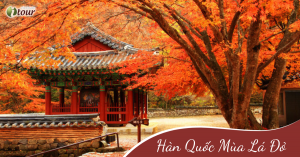 Tour Hàn Quốc mùa lá đỏ: Seoul - Everland - Nami 5 ngày, bay VJ