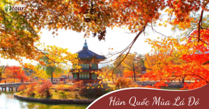 Tour Hàn Quốc mùa lá đỏ: Yang Yang - Seoul - Nami 5 ngày