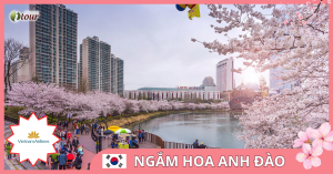 TOUR NGẮM HOA ANH ĐÀO 2: Seoul – Nami – Everland – Công viên Yoido (Bay Vietnam Airline)