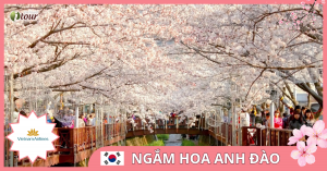 TOUR NGẮM HOA ANH ĐÀO 3: Seoul – Nami – Everland – Công viên Yoido (Bay Vietnam Airline)