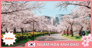 TOUR NGẮM HOA ANH ĐÀO 6: Seoul – Nami – Everland – Công viên Yoido (Bay 7C)