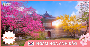 TOUR NGẮM HOA ANH ĐÀO 7: Seoul – Nami – Everland – Công viên Yoido (Bay 7C)