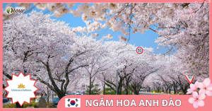 TOUR NGẮM HOA ANH ĐÀO 1: Seoul – Nami – Everland – Công viên Yoido (Bay Vietnam Airline)