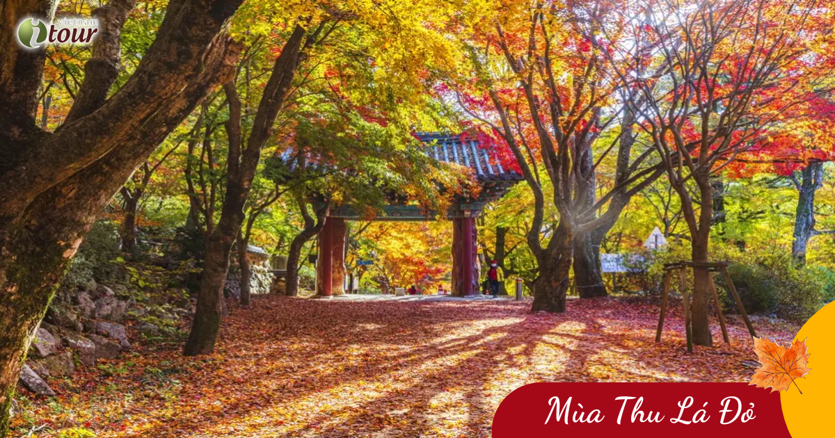 Hàn Quốc Mùa Thu: Seoul – Nami – Everland (5N4Đ) _ Bay 7C