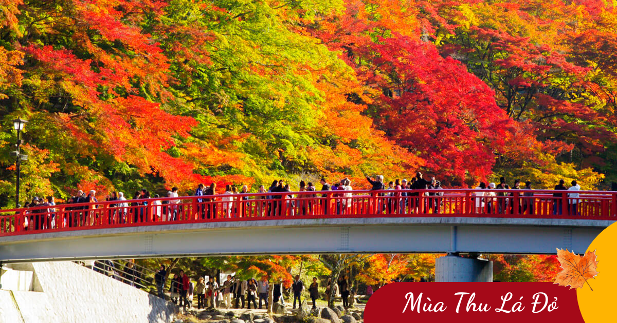 Hành Trình Đặc Biệt: Aomori – Hirosaki – Oirase – Iwate – Miyagi (8N7Đ) _ Bay JL