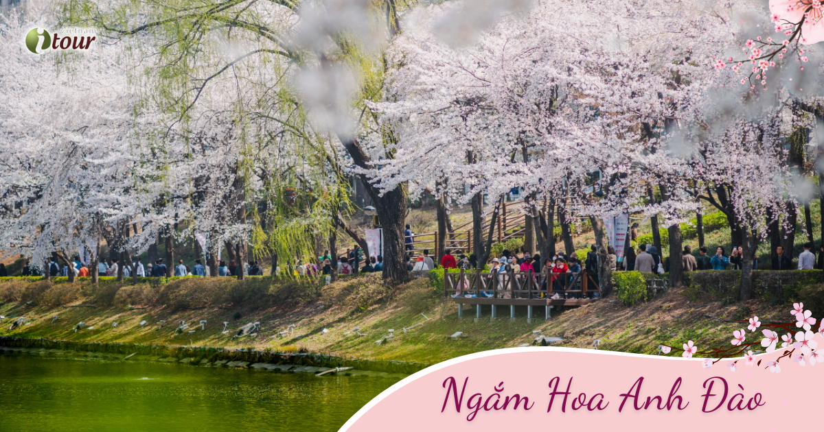 Hoa Anh Đào: Seoul – Nami – Công viên Yoido - Rừng Seoul (5N4Đ) _Bay VNA