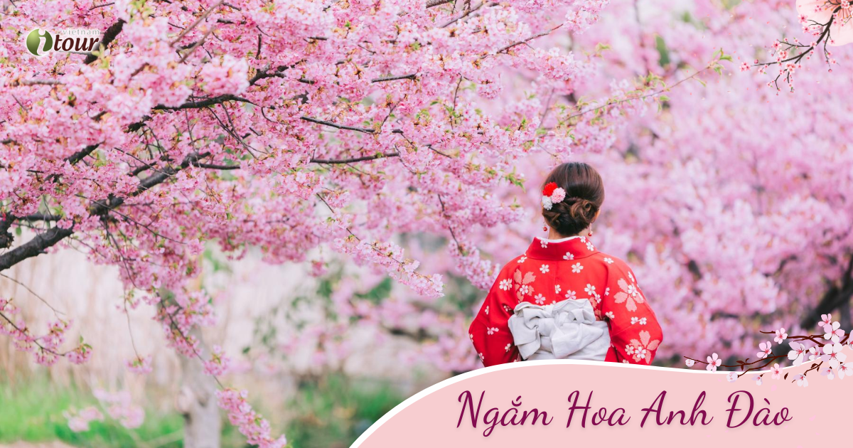 Mùa Anh Đào: Nara - Osaka – Kyoto –Nagoya -  Núi Phú Sỹ - Tokyo (6N5D) _ Bay VNA
