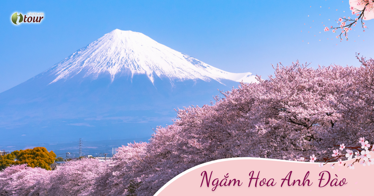 Mùa Anh Đào: Osaka – Kobe – Kyoto – Nagoya – Phú Sĩ – Tokyo (6N5D) _ Bay VJ