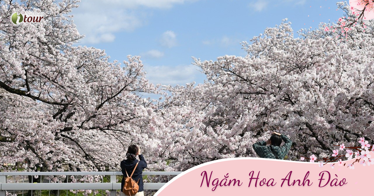 Hoa Anh Đào: Seoul – Nami – Everland – Công viên Yoido - Rừng Seoul (5N4Đ) _Bay VNA