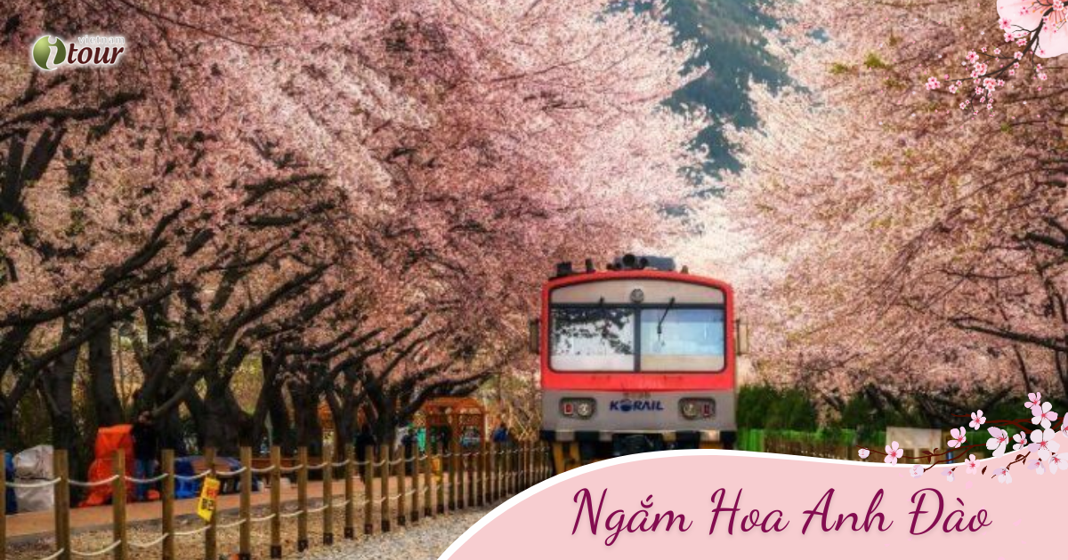 Mùa Hoa Anh Đào: Seoul – Nami – Everland (5N4Đ) _Bay VNA