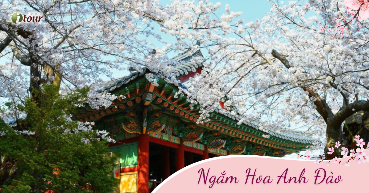 MÙA HOA ANH ĐÀO: Seoul – Nami – Everland – Công viên Yoido (5N4Đ) _ Bay VJ