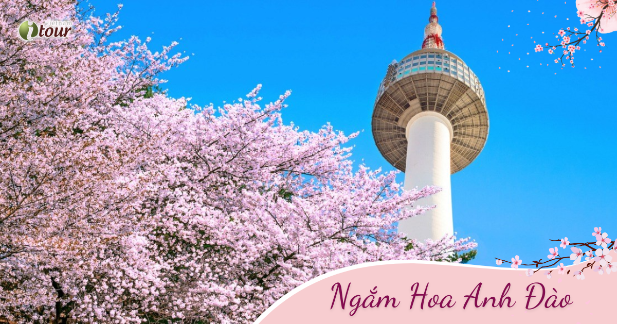 MÙA HOA ANH ĐÀO: Seoul – Nami – Everland – Namsan (5N4Đ) _ Bay VNA