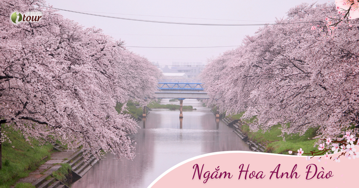 Mùa Hoa Anh Đào: Tokyo - Fuji.Mt - Nagoya –  Kyoto - Osaka (6N5D) _ Bay NH