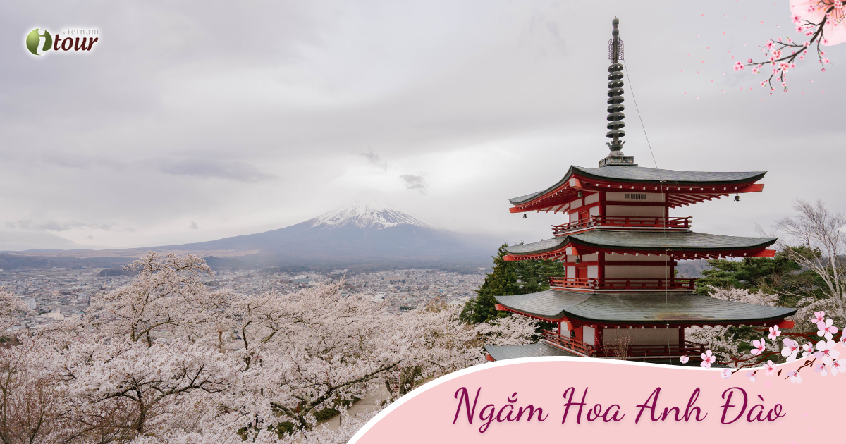 Mùa Hoa Anh Đào Tokyo – Núi Phú Sĩ – Nagoya – Kyoto – Osaka (6N5D) _ Bay VJ