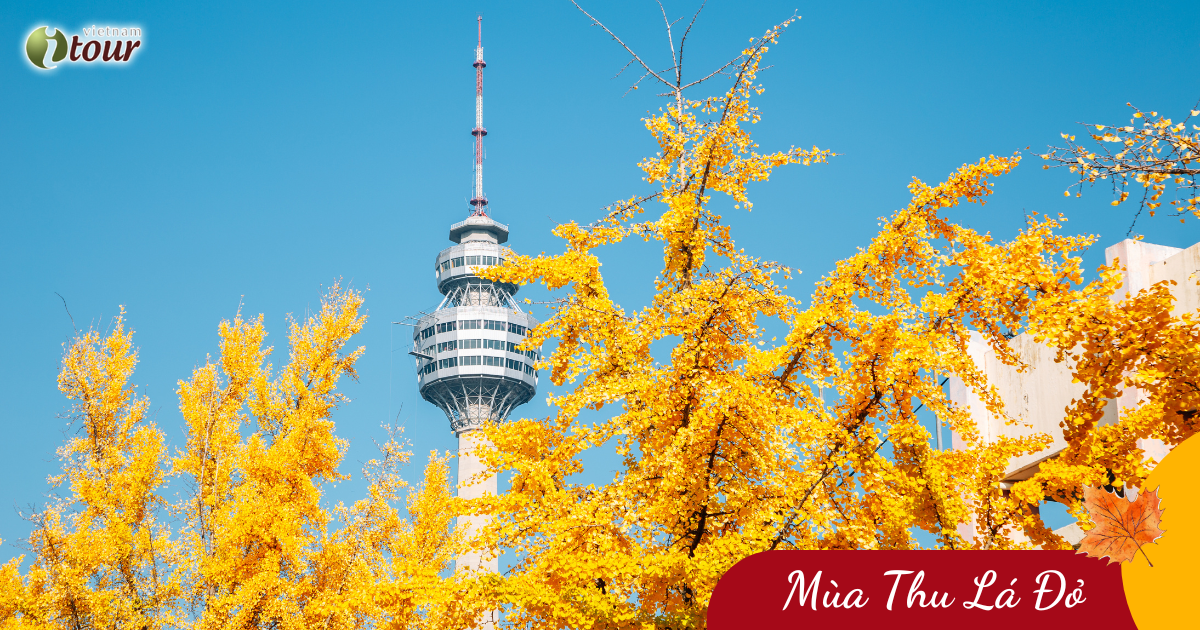 Mùa Thu Busan – Daegu – Seoul - Đảo Nami (6N5Đ) _ Bay VNA