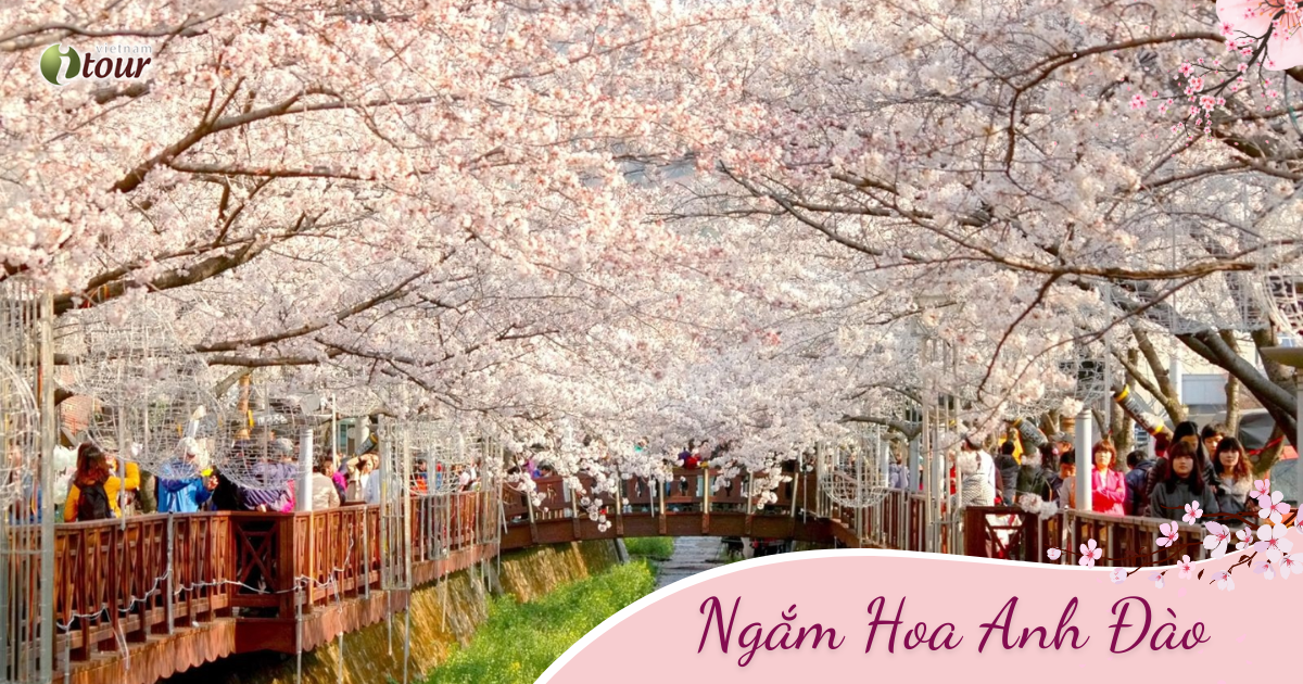 Ngắm Hoa Anh Đào: Busan – Seoul – Đảo Nami – Incheon (6N5D) _ Bay VJ