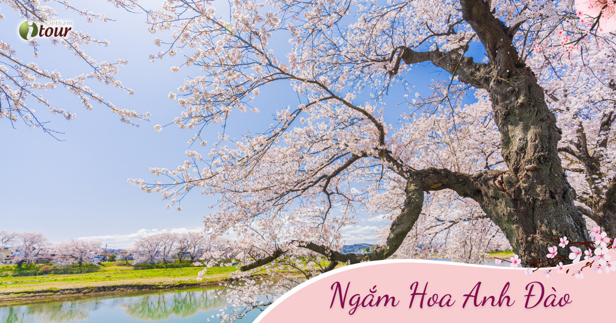 Mùa Hoa Anh Đào: Fuji - Nagoya – Kyoto – Osaka (6N5D) _ Bay VJ
