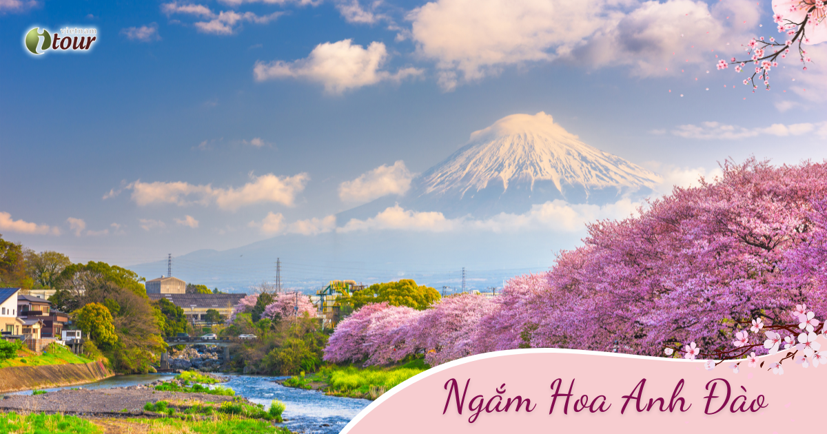 Nhật Bản Mùa Hoa Anh Đào: Irabaki - Tokyo – Phú Sỹ (5N4D) _  Bay VNA 