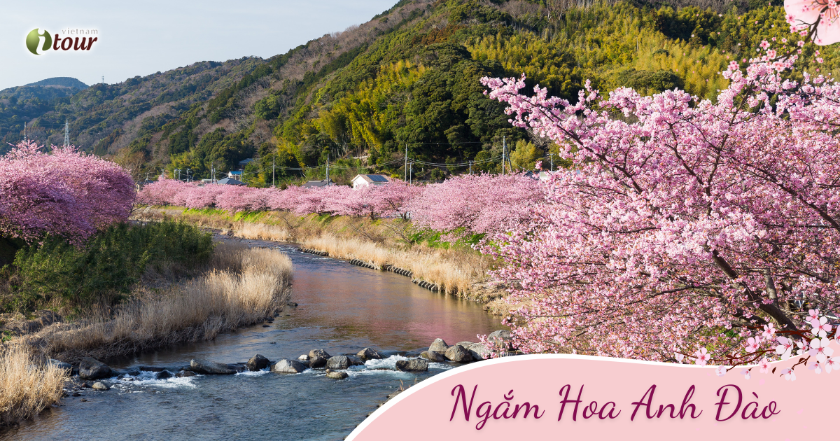 Nhật Bản Mùa Hoa Anh Đào: Tokyo - Phú Sỹ - Nagoya –  Kyoto - Osaka (6N5D) _ Bay NH