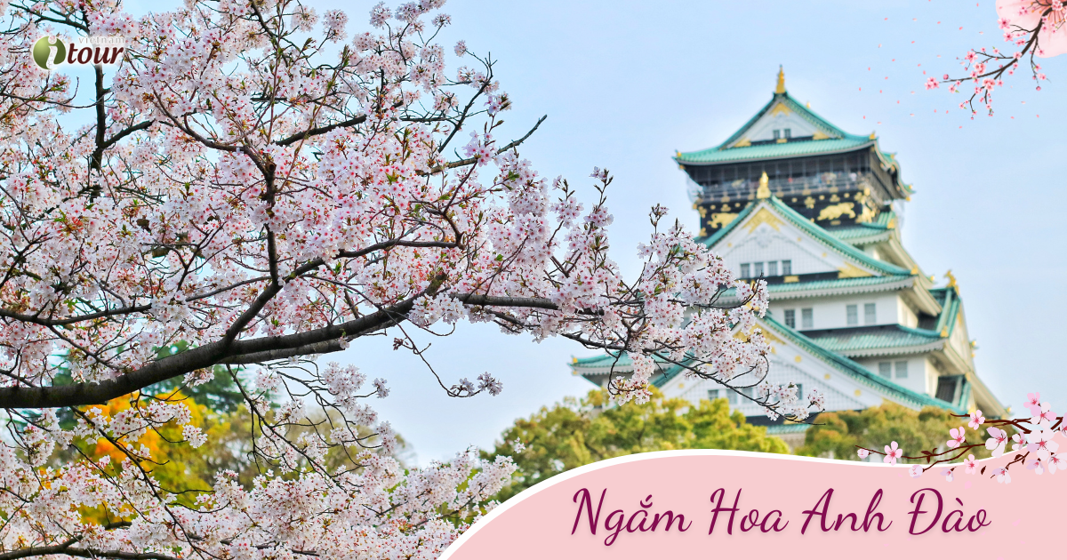 Nhật Bản Mùa Hoa Anh Đào: Tokyo – Fuji – Nagoya - Osaka  (6N5Đ) _ Bay VNA
