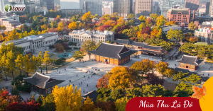 Mùa Lá Đỏ Hàn Quốc: Seoul – Nami – Everland (5N4Đ) _ Bay VJ