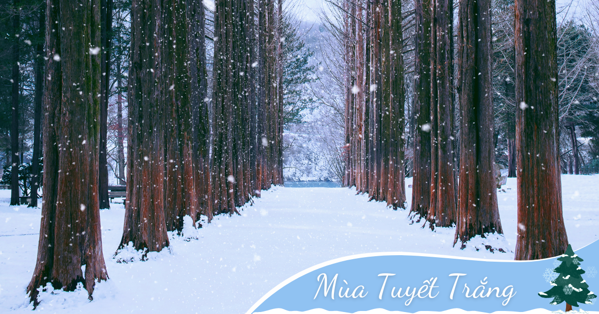 Tuyết Trắng Hàn Quốc: Seoul – Namsan - Lotte World – Trượt Tuyết (5N4D) _ Bay VNA